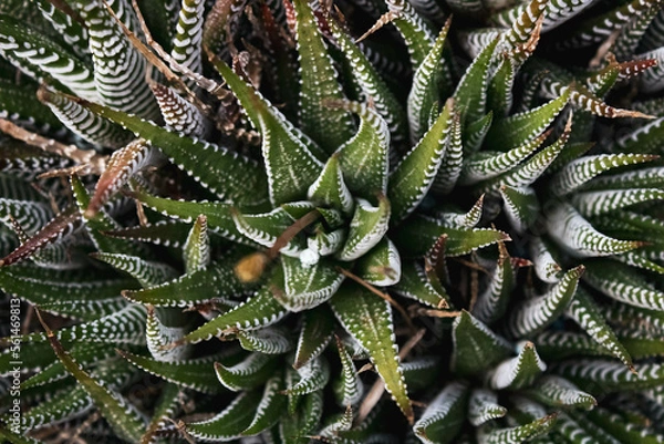 Fototapeta Green leaf