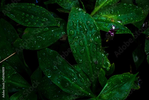 Fototapeta Green leaf