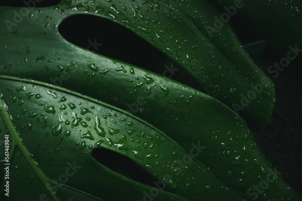 Fototapeta Green leaf