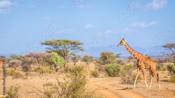 Fototapeta Reticulated giraffe (Giraffa camelopardalis reticulata) walking by in a breathtaking landscape, Samburu National Reserve, Kenya.