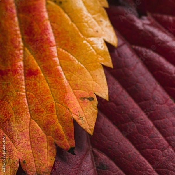 Obraz feuille d'automne 
