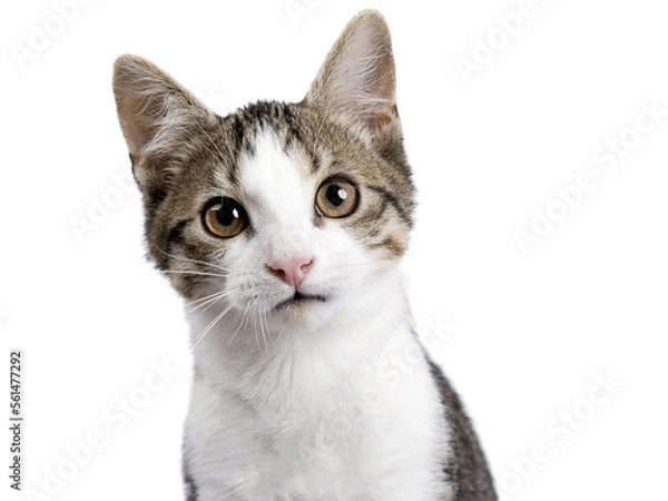 Fototapeta Head shot of cute black tabby with white stray cat kitten, sitting up facing front. Looking straight to camera, Isolated cutout on transparent background.