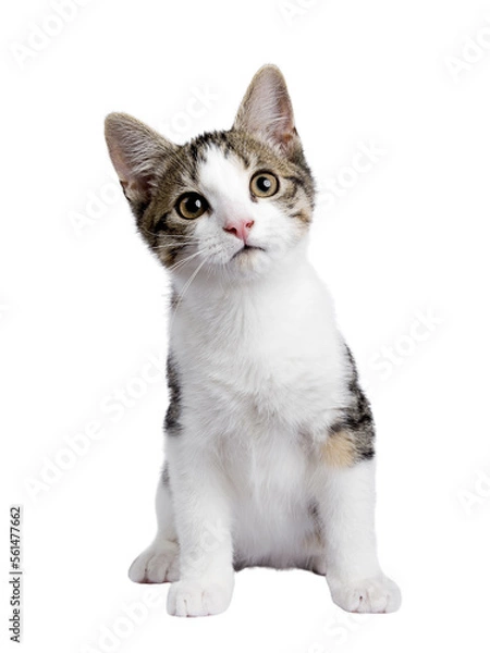 Fototapeta Cute black tabby with white stray cat kitten, sitting up facing front. Looking straight to camera, Isolated cutout on transparent background.
