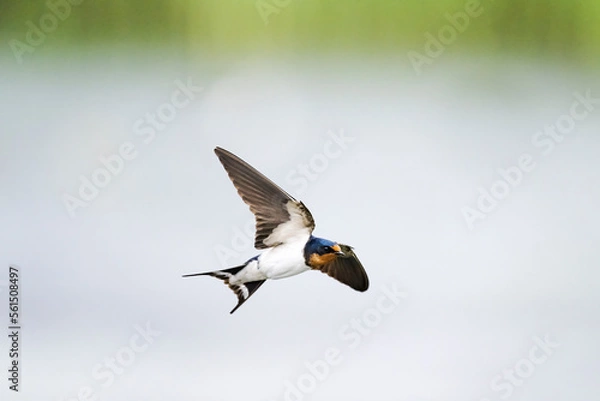 Fototapeta ツバメ飛翔 (Barn swallow)