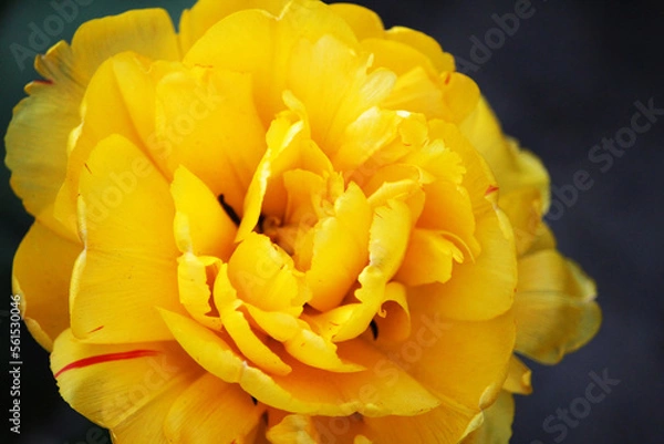 Obraz yellow tulip on a black background