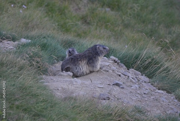 Obraz marmottes et son marmoton, Pyrénées