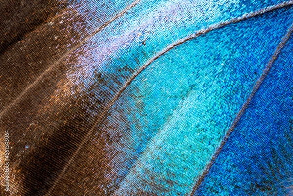 Obraz Wings of a butterfly Ulysses. Wings of a butterfly texture background. Photo of butterfly wings. Closeup. 