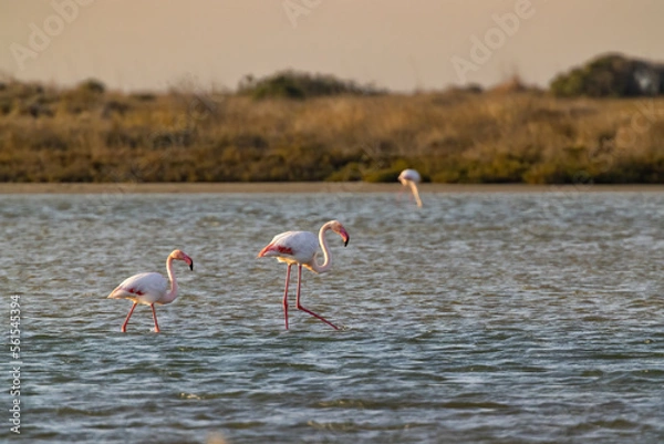 Fototapeta Flamingo in Parc Naturel regional de Camargue, Provence, France