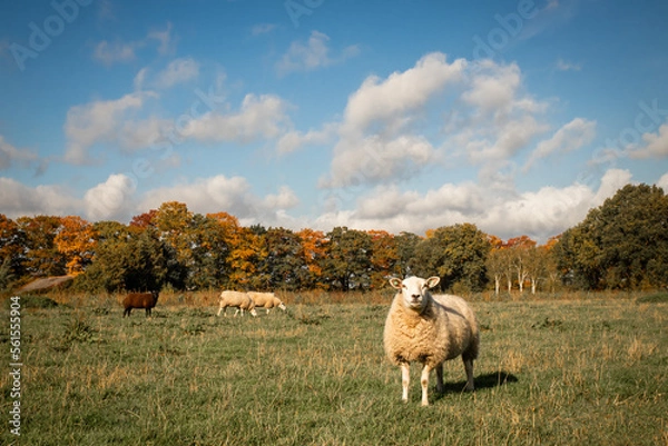 Obraz Sheep in a meadow on a beautiful autumn day with trees in autumn colors in the background.