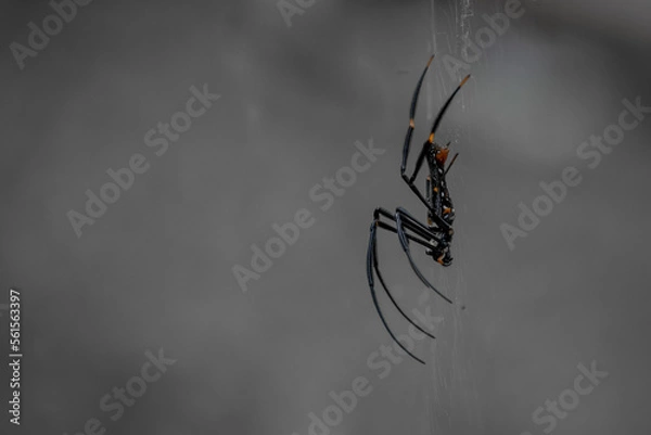 Fototapeta Threatened giant golden orb weaver spider pulls its legs inwards