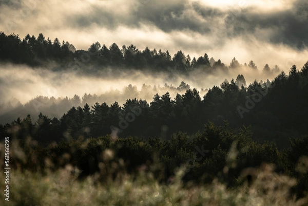 Fototapeta Forest in the fog