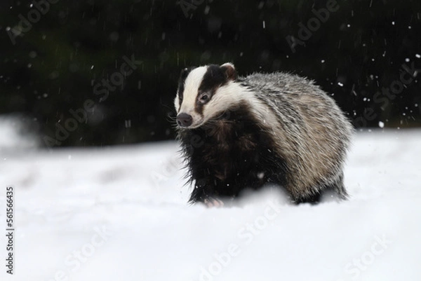Fototapeta The badger ran out of the forest to the snowy meadow.