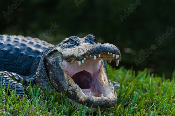 Obraz Everglades alligator 3