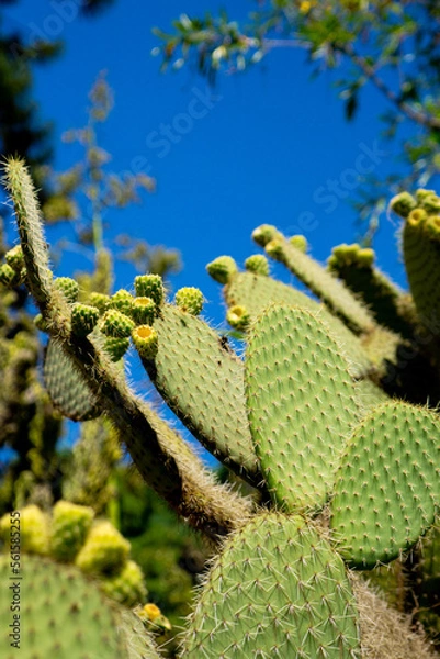 Obraz beautiful green cacti up close