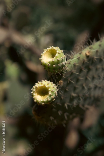 Obraz beautiful green cacti up close