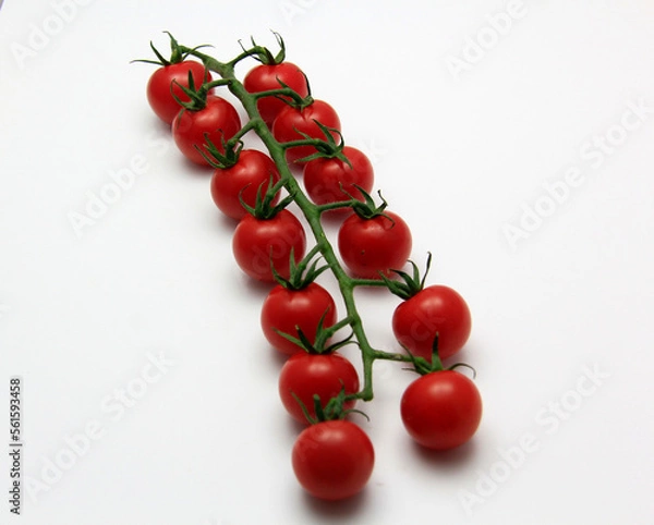 Obraz une branche de tomates cerises