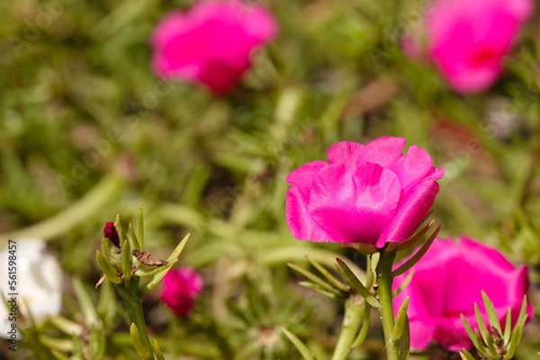 Fototapeta 夏に咲くマツバボタン