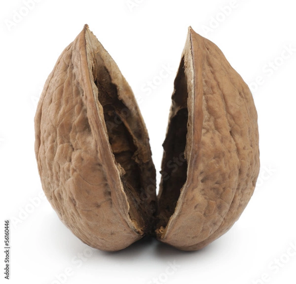 Obraz Empty nutshell