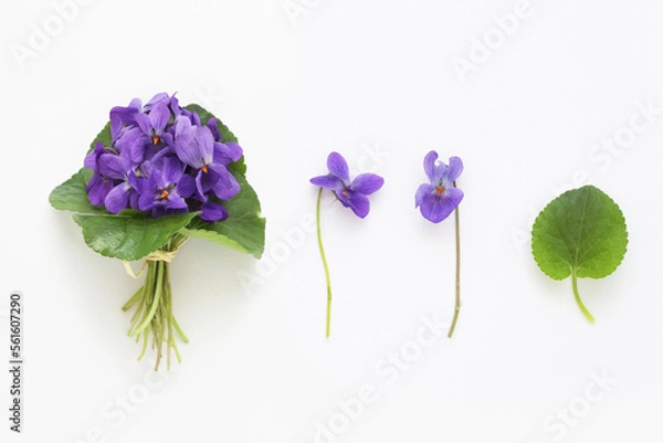 Obraz Set of viola odorata flowers, bouquet, flower and leaf on white background, table top view. Real studio shot from above.