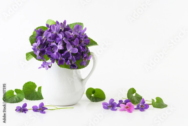Obraz Spring bouquet of violet flowers of viola odorata in vase on white background, text copy space. Real studio photo of decorative still life of spring purple blue flowers in a jug.
