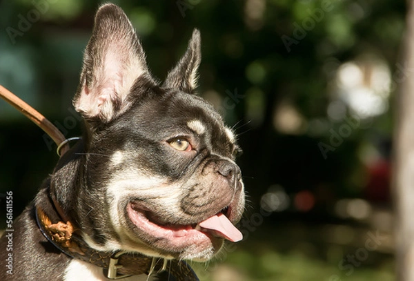 Fototapeta Beautiful french bulldog puppy with an expressive look.