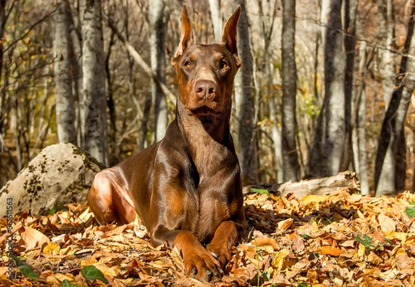 Fototapeta Beautiful Doberman dog breed in the autumn forest.