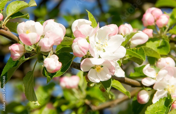 Fototapeta Blooming wild apple tree on a sunny spring day.