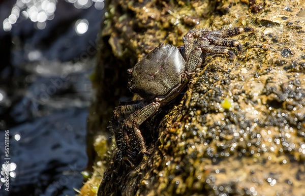 Fototapeta Sea crab on the seashore.