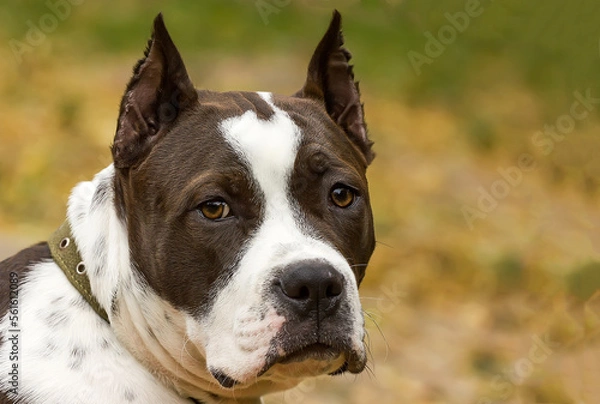 Fototapeta Portrait of a beautiful Staffordshire Terrier on a clear day.