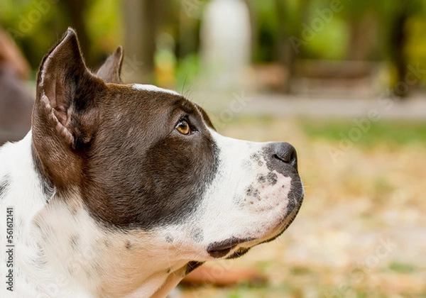 Fototapeta Portrait of a beautiful Staffordshire Terrier on a clear day.