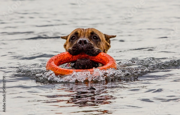 Fototapeta Dog Cane Corso swims in the sea with a ring in his teeth.