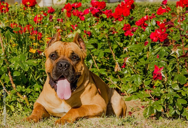 Fototapeta Dog breed Cane Corso on a clear sunny day on a background of red roses.