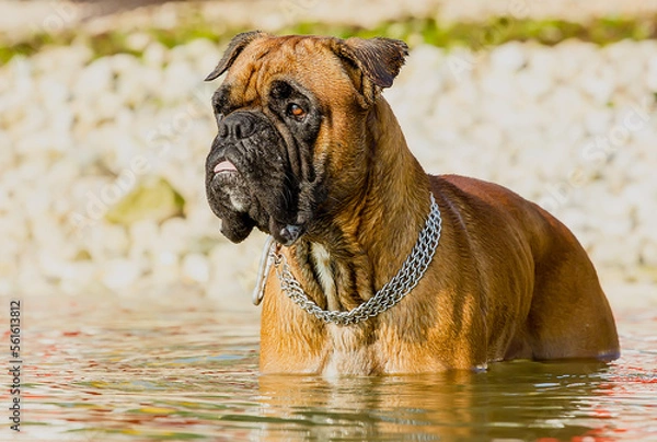 Fototapeta Boxer dog breed in the water on a clear sunny day.