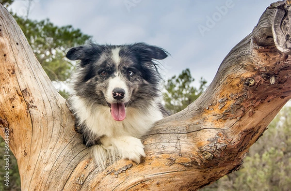 Fototapeta Beautiful portrait of a border collie dog breed on a tree.