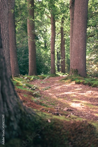 Obraz Fairytale walking path between the tall stately oak trees with fresh green leaves in the summer.