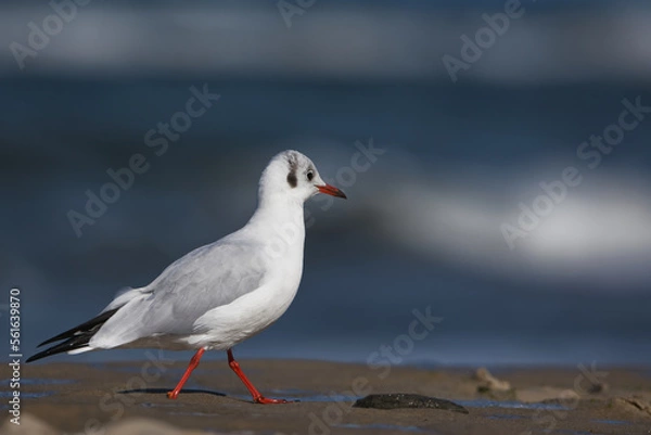 Obraz seagull on the beach