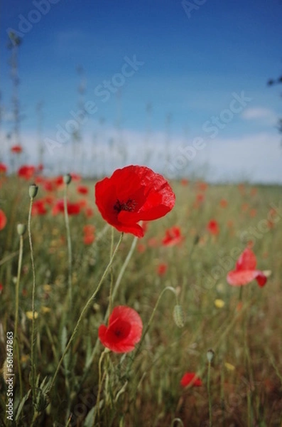 Obraz poppy in the field