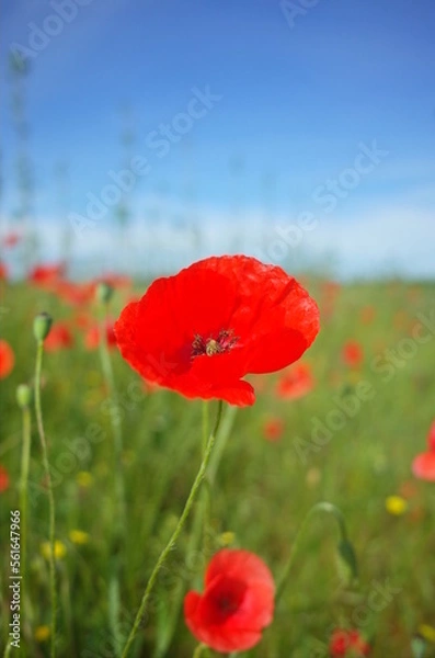 Obraz red poppy in the field