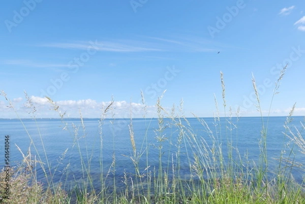Obraz reeds on the beach