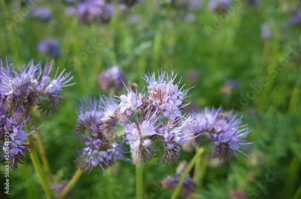 Obraz bee on a flower