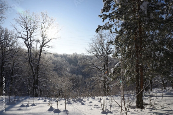 Fototapeta winter forest in the snow