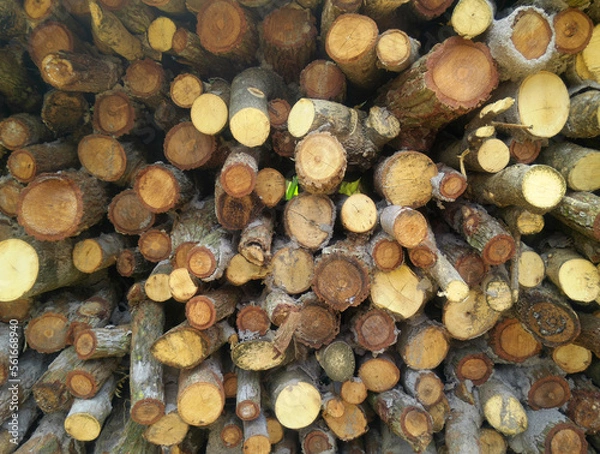 Obraz Fire wood stick