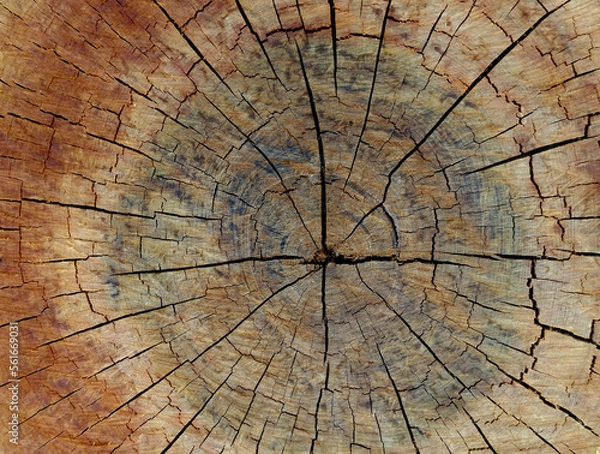 Obraz Wood center texture