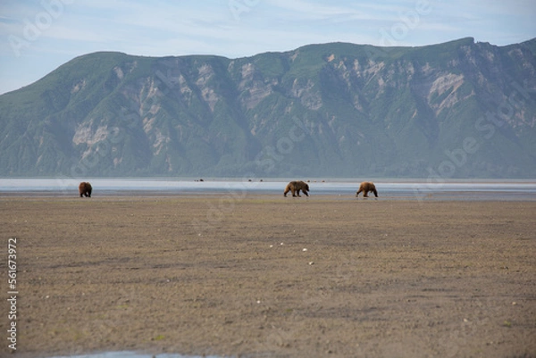 Obraz Bears in alaska