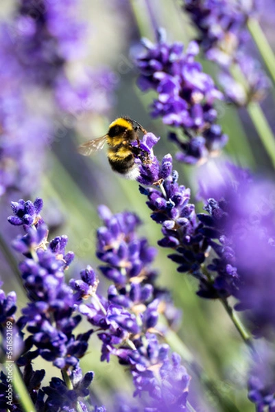 Obraz Cute bumblebee pollinating pretty lavender flowers