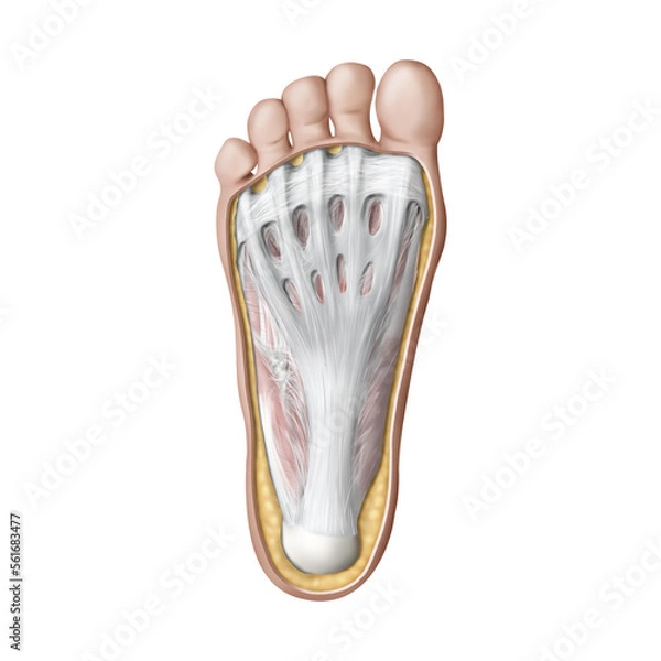 Obraz 족저근막 해부학 메디컬일러스트