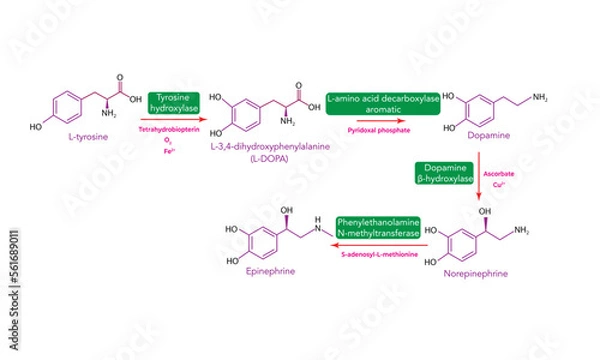 Obraz Biosynthesis of catecholamines 