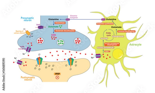 Obraz GABA-Glutamate-glutamine cycle [Astrocytes and neurons]