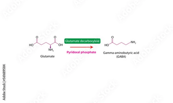 Obraz Glutamate to GABA [enzymatic reaction]
