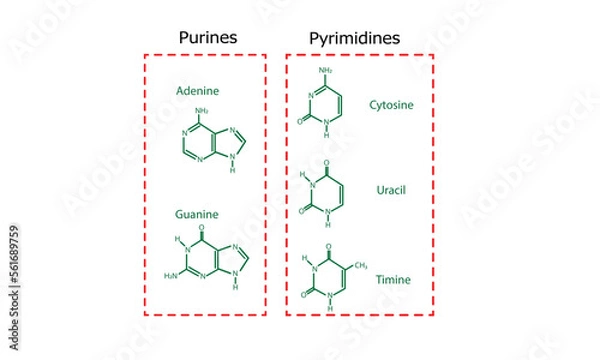 Obraz Nitrogenous bases of nucleotides